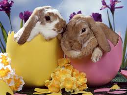 eastre, ostara, pagan easter, easter bunnies, magic online, wicca, witchcraft, witchcraft spells, witch spells, wiccan spells, real magic school, learn real magic, learn   spells, learn magic online, learn wicca, learn witchcraft, do spells, love spells, career spells, harry potter spells, real harry   potter school, real magic, magic, spells, learn spells, learn magic