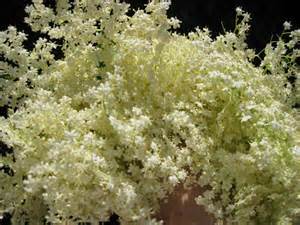 elderflower blossom drink