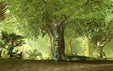 magic online, wicca, witchcraft, witchcraft spells, witch spells, wiccan spells, choosing wands