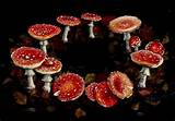 tuatha de Dannon, celtic faerie people, real fairies, fairy ring, magic, spells, magic school, magic online, wicca, witchcraft, witchcraft spells, witch spells, wiccan spells, learn magic, learn spells