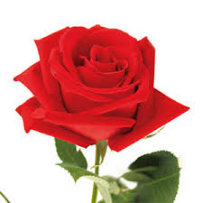 love spell, magic, spells, magic school, magic online, wicca, witchcraft, witchcraft spells, witch spells, wiccan spells, learn magic, learn spells, red rose