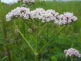 valeriana officialis, magic potions, potions ingredients, foraging, magic, spells, magic school, magic online, wicca, witchcraft, witchcraft spells, witch spells, wiccan spells, learn magic, learn spells
