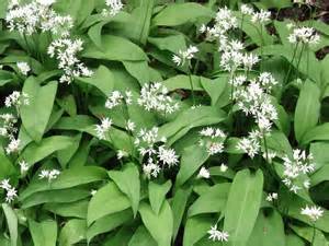eat wild garlic